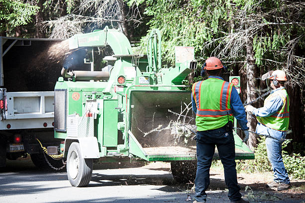 Best Tree Disease Treatment  in Jerome, IL