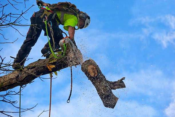 How Our Tree Care Process Works  in  Jerome, IL